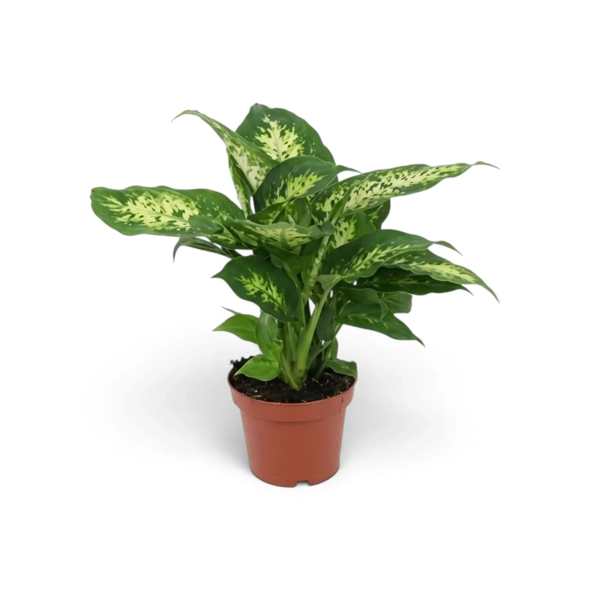 Dieffenbachia 'Compacta' in a brown pot with broad cream-mottled leaves and dark green edges