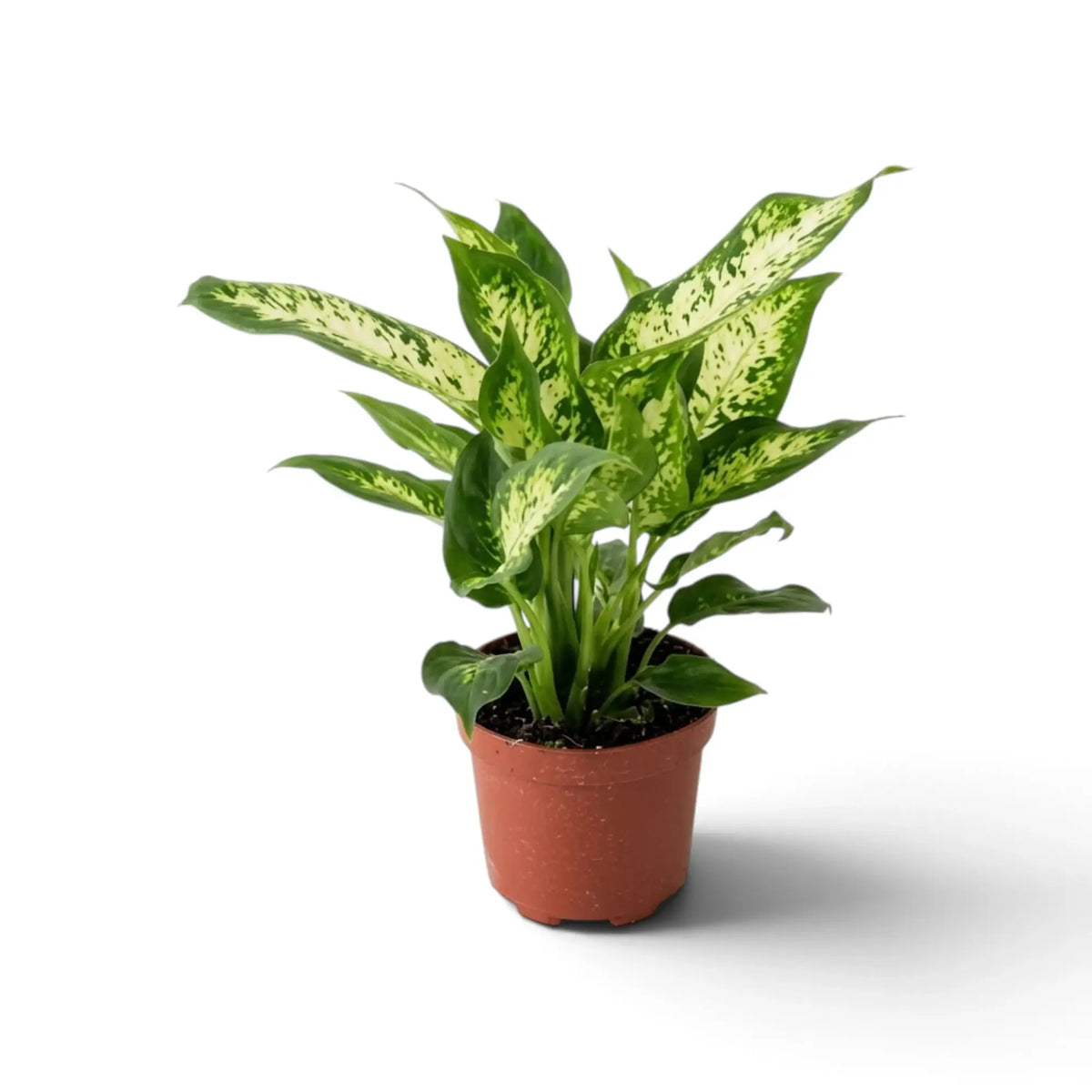 Upright Dieffenbachia 'Compacta' in a brown pot with pointed cream-speckled green leaves