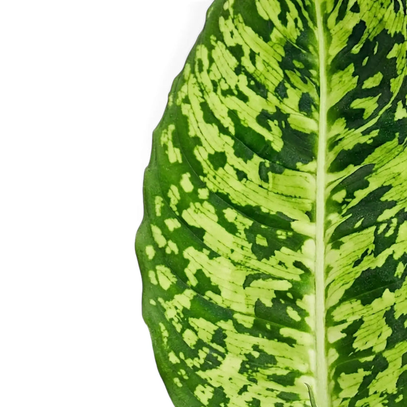Single upright Dieffenbachia 'Reflector' leaf with a pale midrib and irregular lime-green markings.