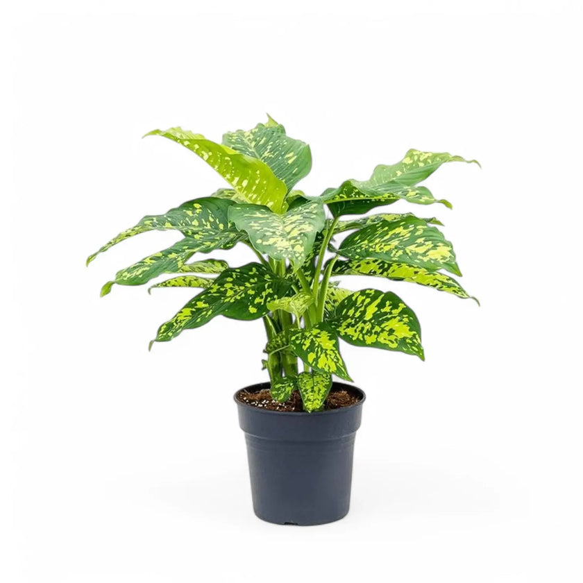 Dieffenbachia seguine 'Cheetah' potted plant in nursery pot on white background.