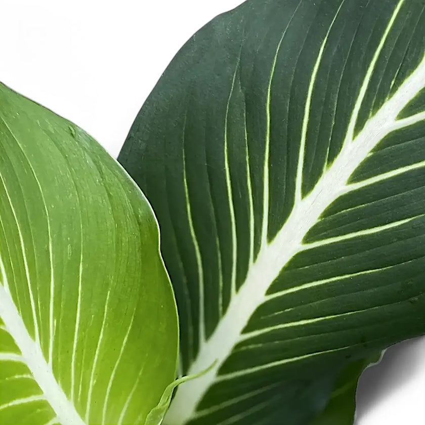 Dieffenbachia seguine 'Green Magic' aka 'Sterling' – Blattdetail vor weißem Hintergrund..