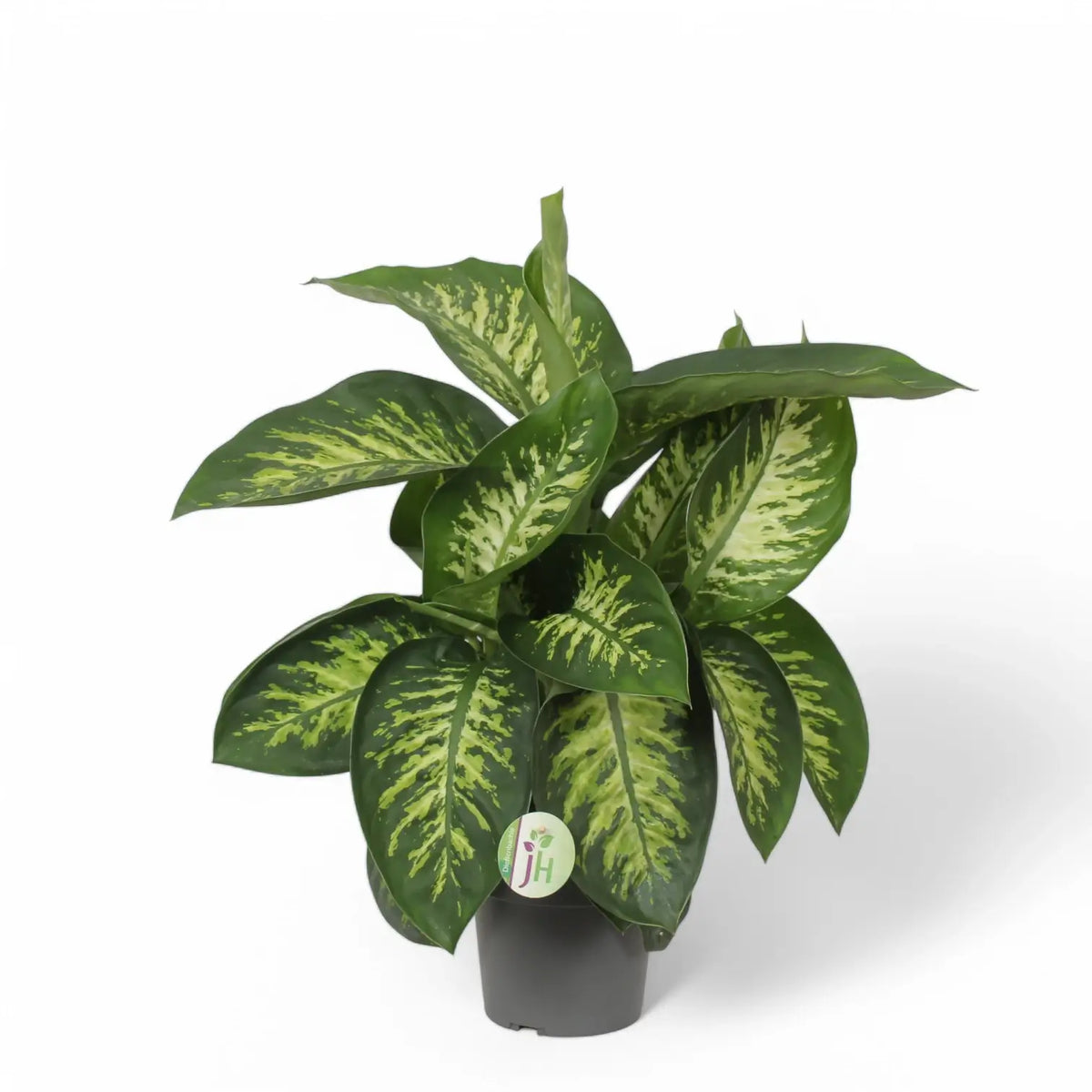 Dieffenbachia seguine 'Reeva' potted plant in nursery pot on white background.