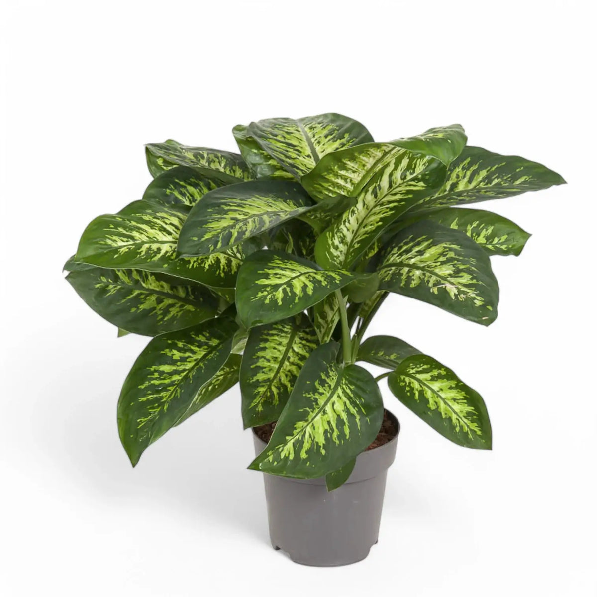 Dieffenbachia seguine 'Reeva' potted plant in nursery pot on white background.