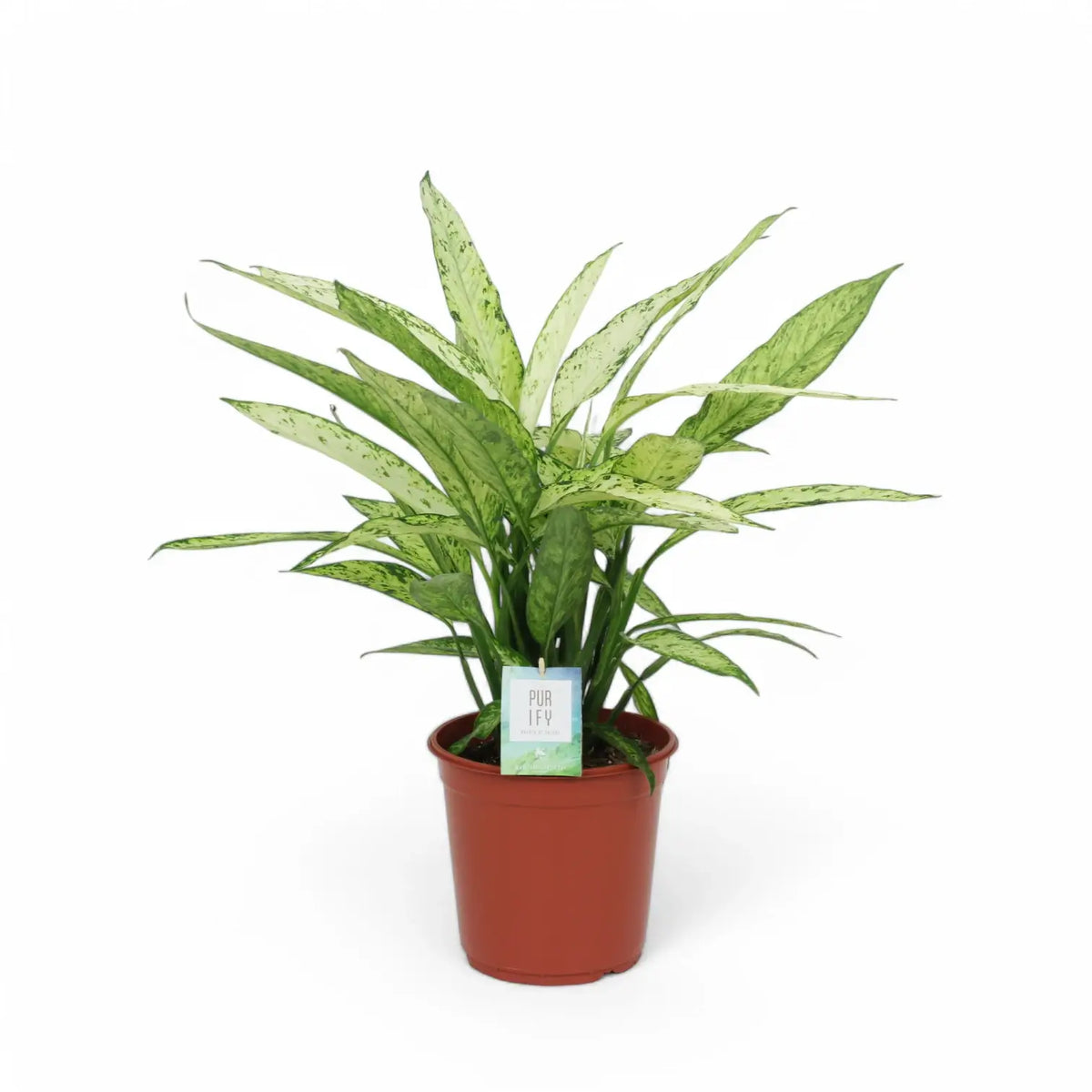 Dieffenbachia seguine 'Vesuvius' potted plant in nursery pot on white background.
