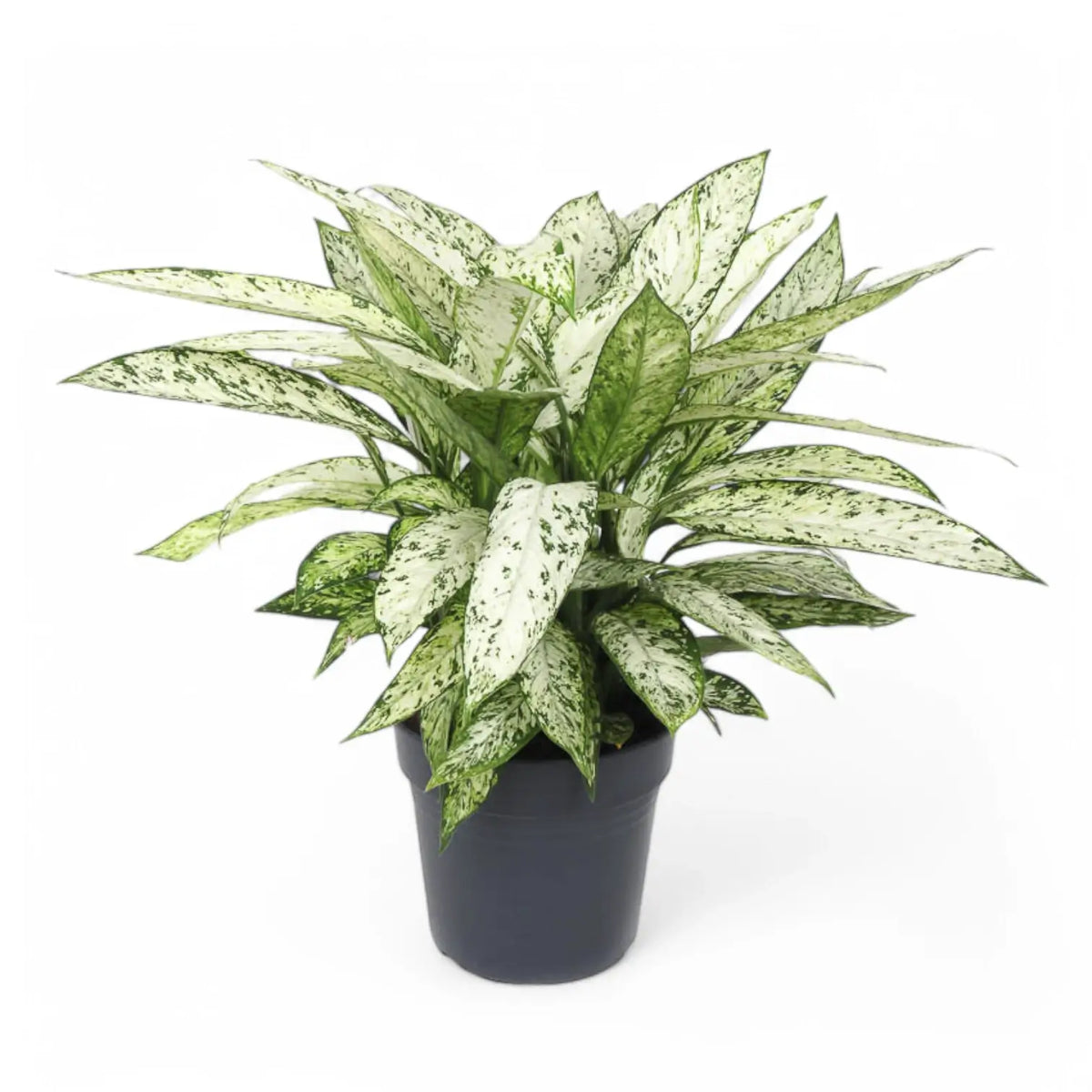 Dieffenbachia seguine 'Vesuvius' potted plant in nursery pot on white background.