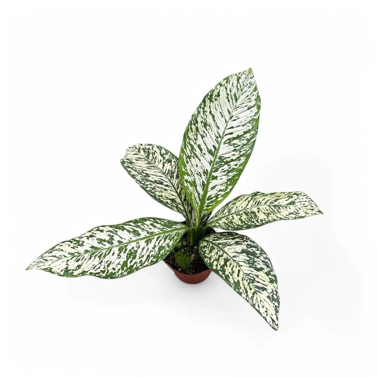 Dieffenbachia seguine 'White Etna' Zimmerpflanze im Anzuchttopf vor weißem Hintergrund, Produktfoto 4.