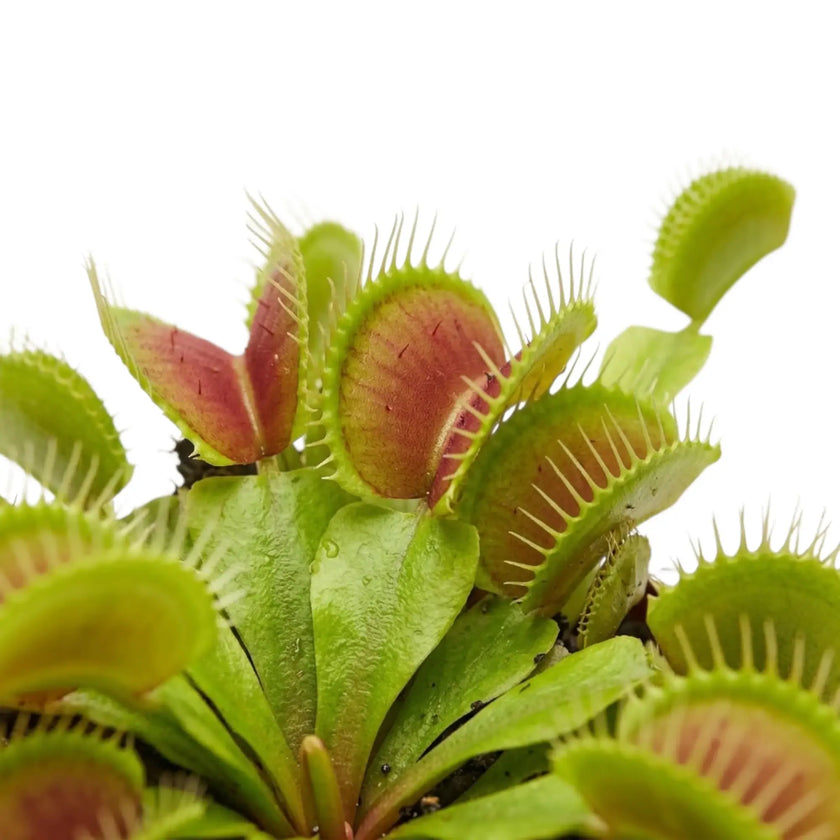Open traps of Dionaea muscipula with tooth-like bristles