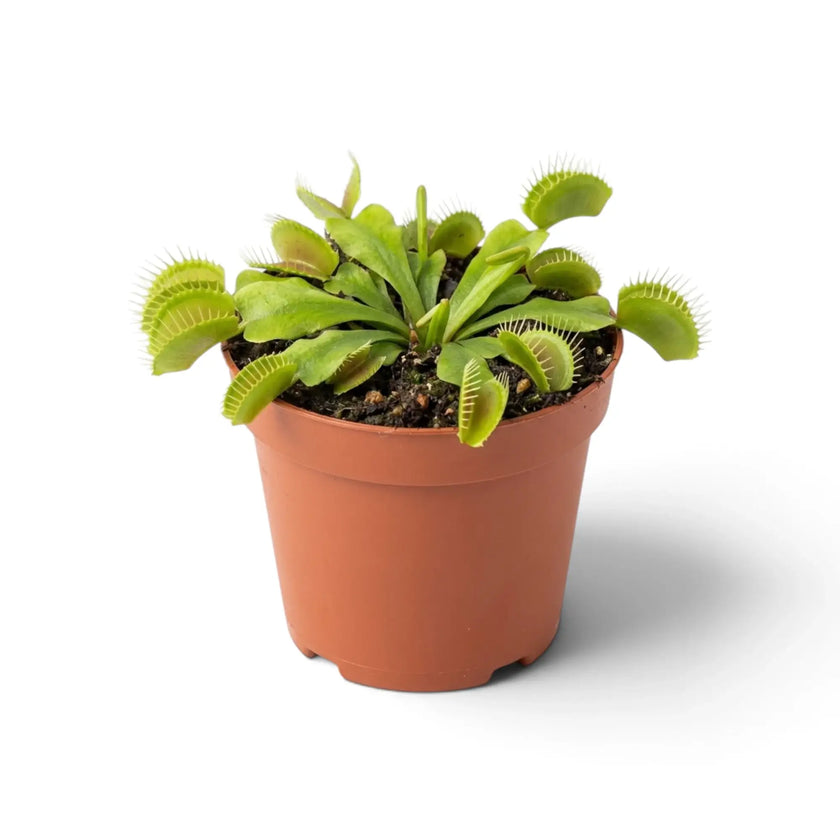 Dionaea muscipula with open traps in a nursery pot
