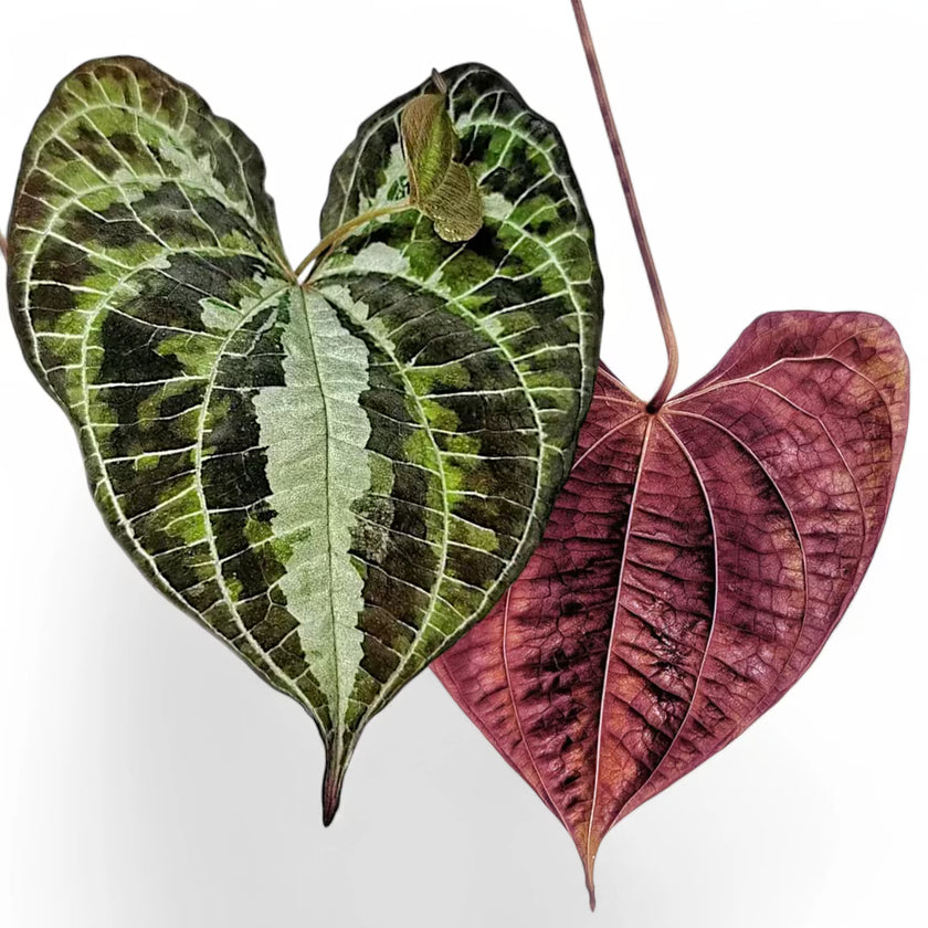 Dioscorea discolor leaf detail on white background.
