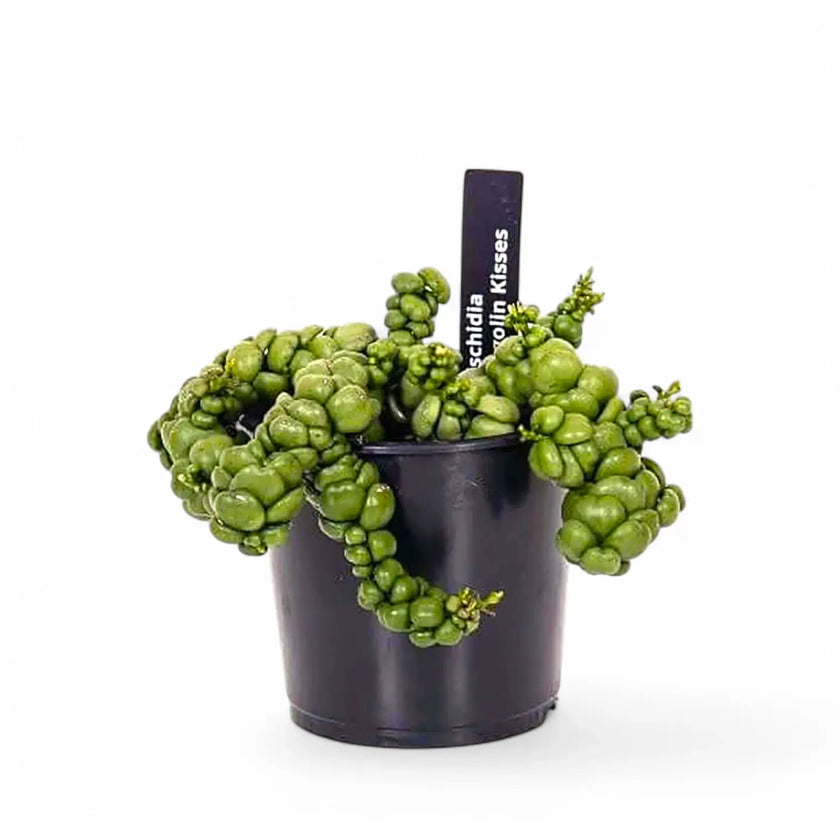 Dischidia nummularia 'Pangolin Kisses' potted plant in nursery pot on white background.