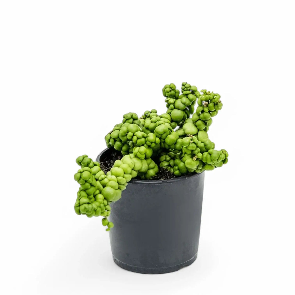Dischidia nummularia 'Pangolin Kisses' potted plant in nursery pot on white background.