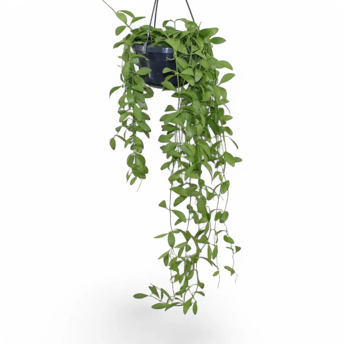 Dischidia oiantha Zimmerpflanze im Anzuchttopf vor weißem Hintergrund, Produktfoto 3.