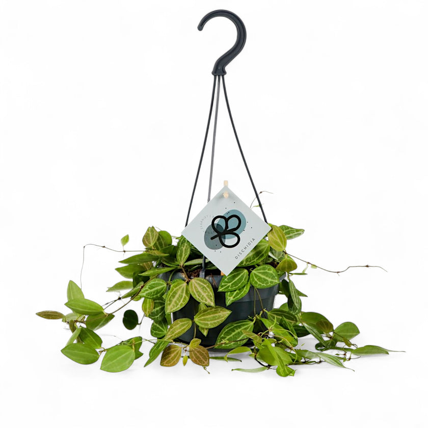 Dischidia ovata 'Melon' potted plant in nursery pot on white background.