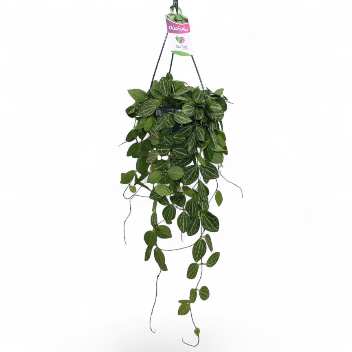 Dischidia ovata 'Melon' – Topfpflanze im Kulturtopf vor weißem Hintergrund, Produktfoto 5.
