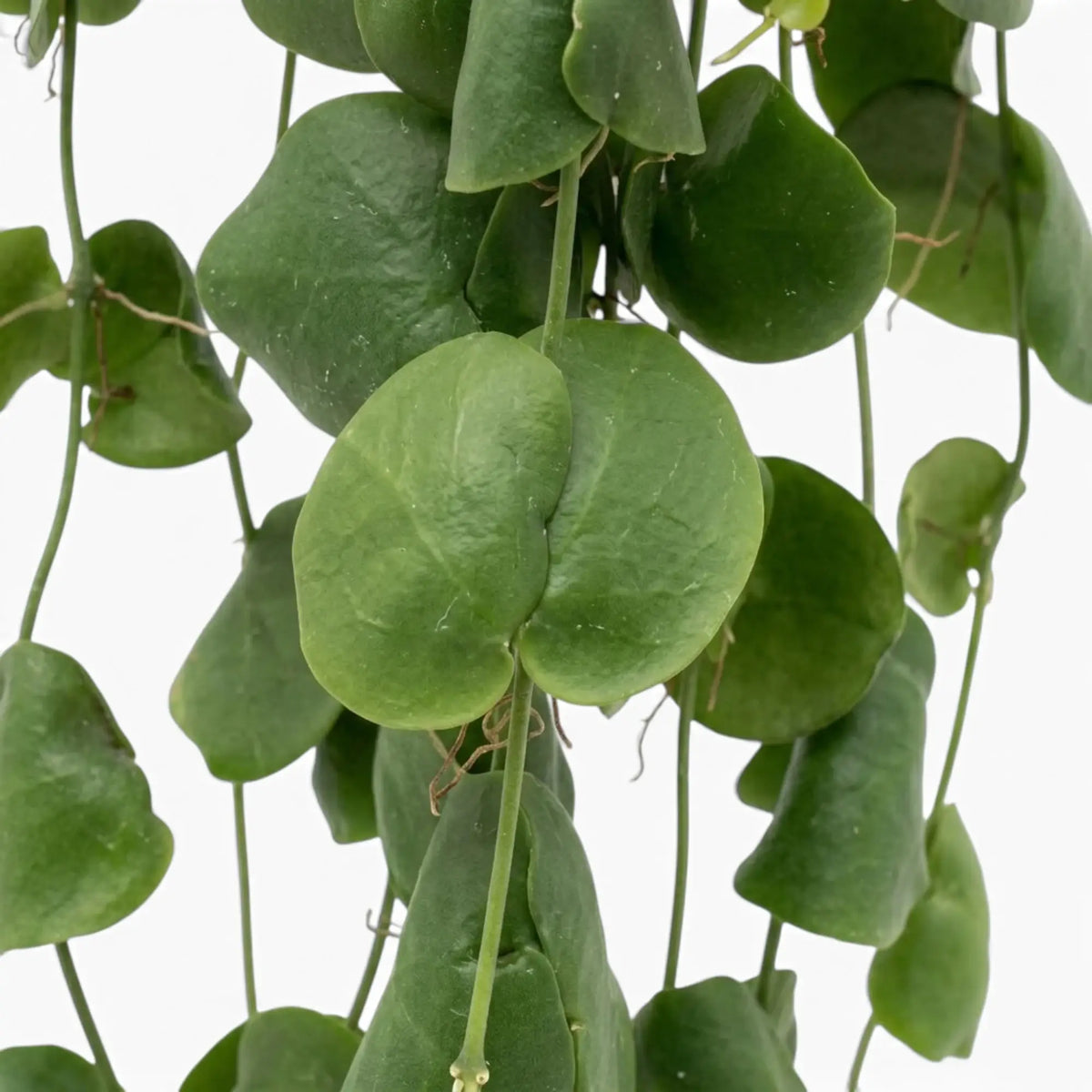 Dischidia platyphylla close-up with overlapping rounded green leaves and fine aerial roots