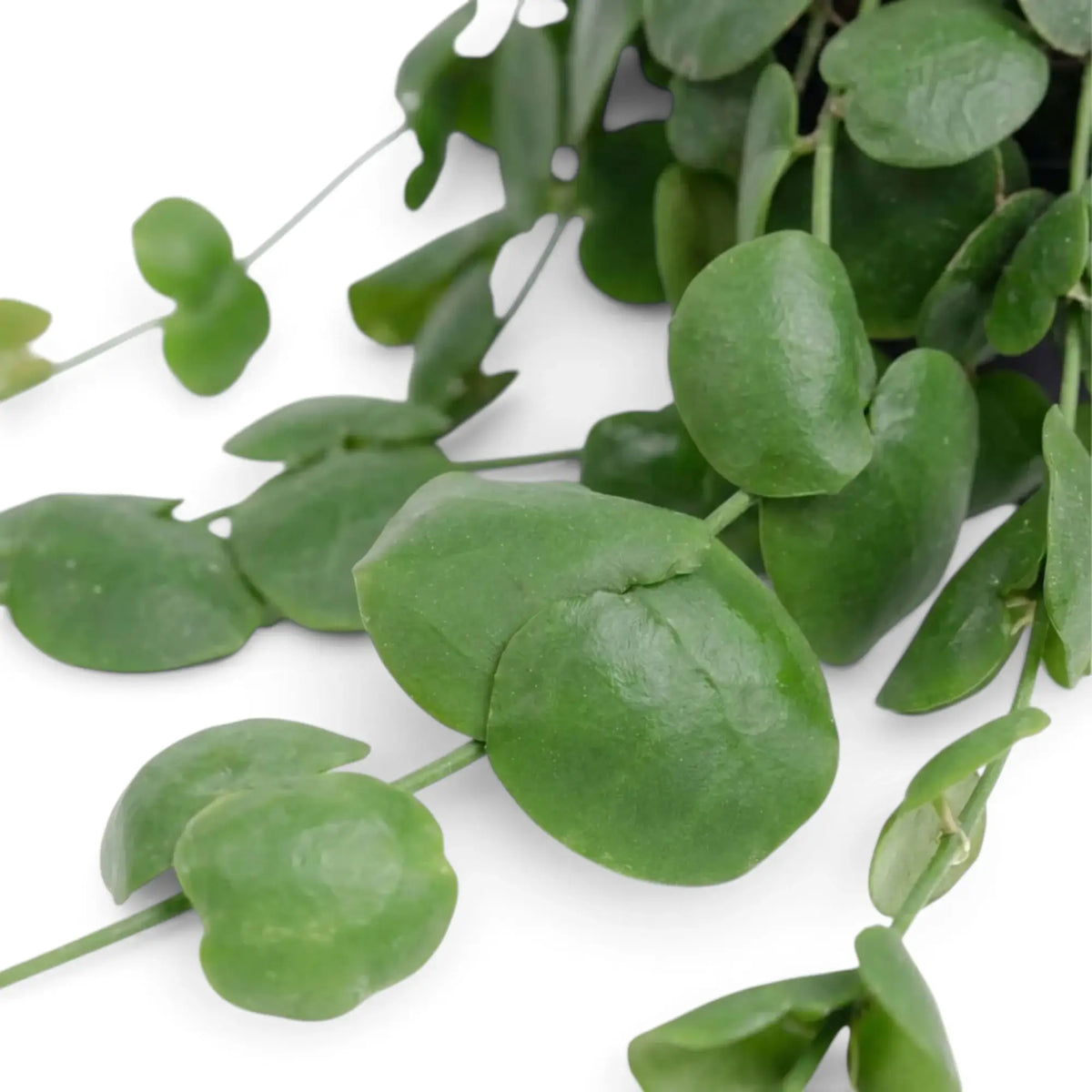 Dischidia platyphylla foliage close-up showing rounded leaves and one large folded green leaf