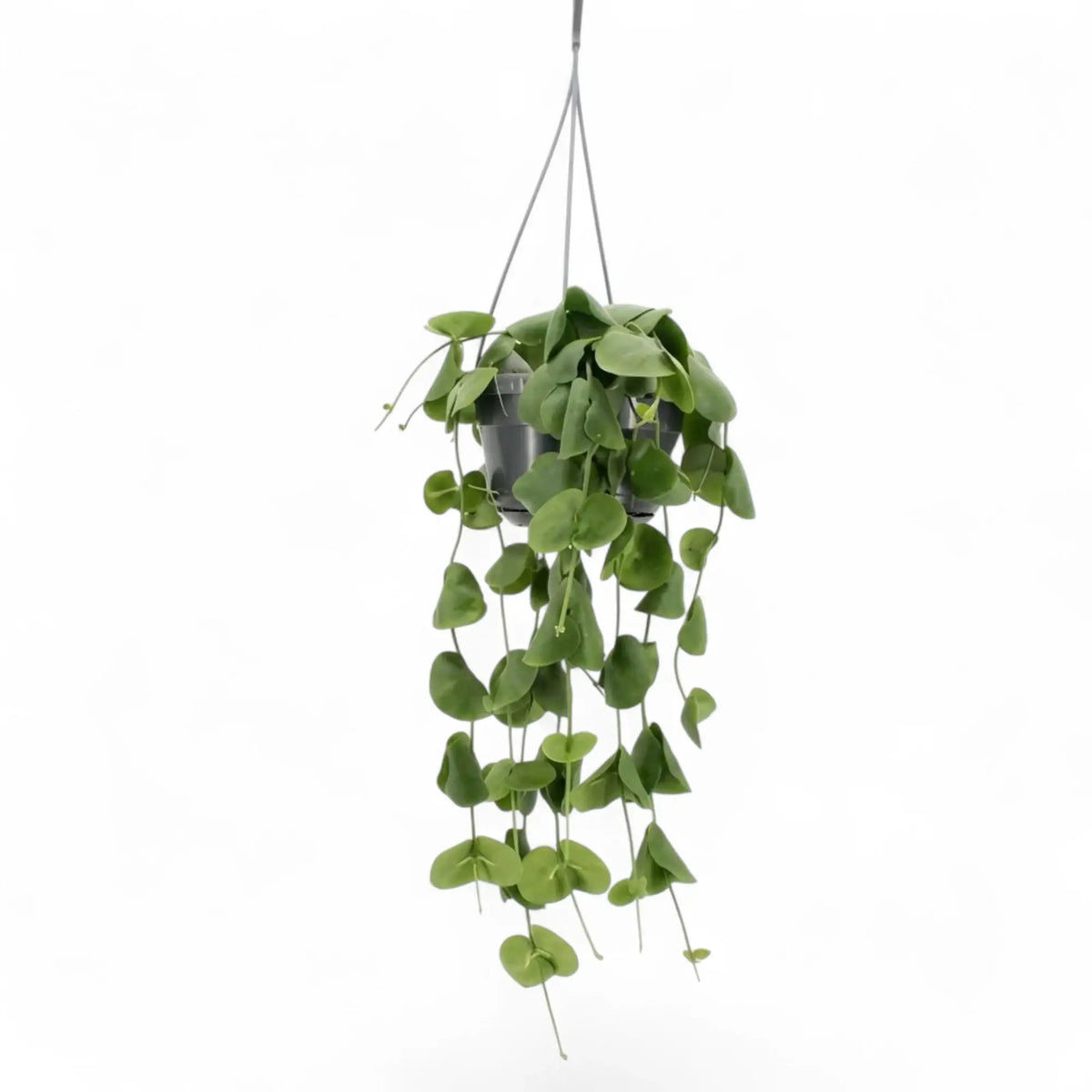 Dischidia platyphylla in a hanging pot with a narrow cascade of long leafy stems
