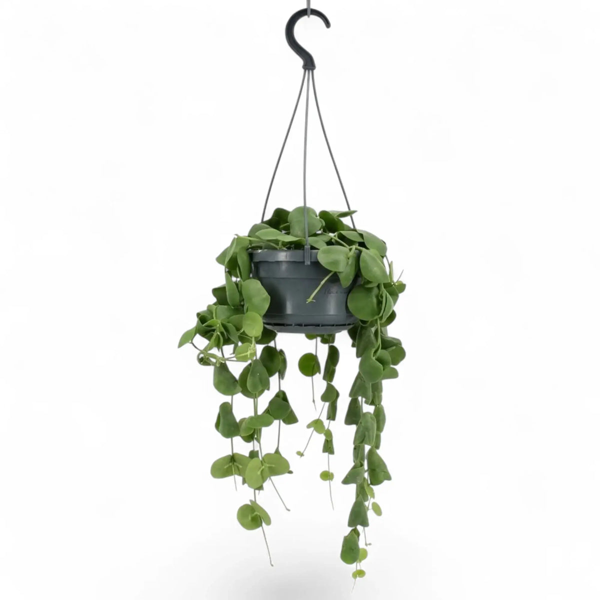 Dischidia platyphylla in a grey pot suspended by a hook, with trailing leafy stems