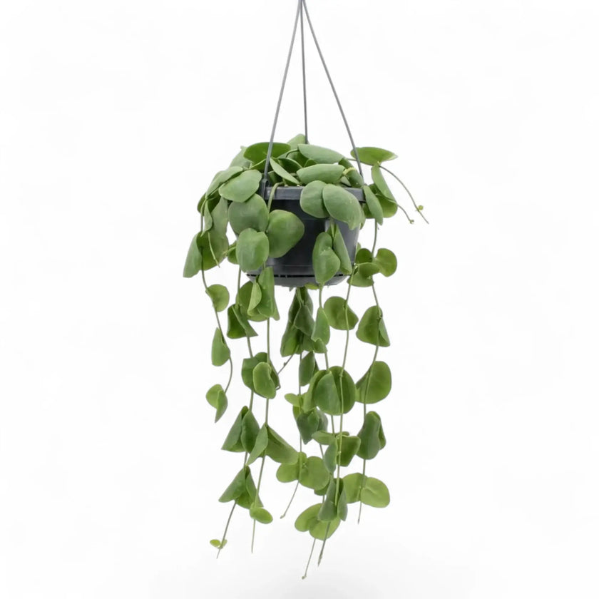 Dischidia platyphylla in a hanging pot with long trailing stems and flat green leaves