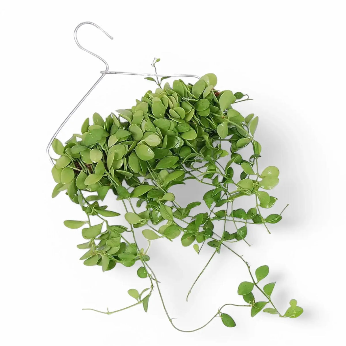 Dischidia sp. Geri D22 aka 'Apple leaf' Zimmerpflanze im Anzuchttopf vor weißem Hintergrund, Produktfoto 4.