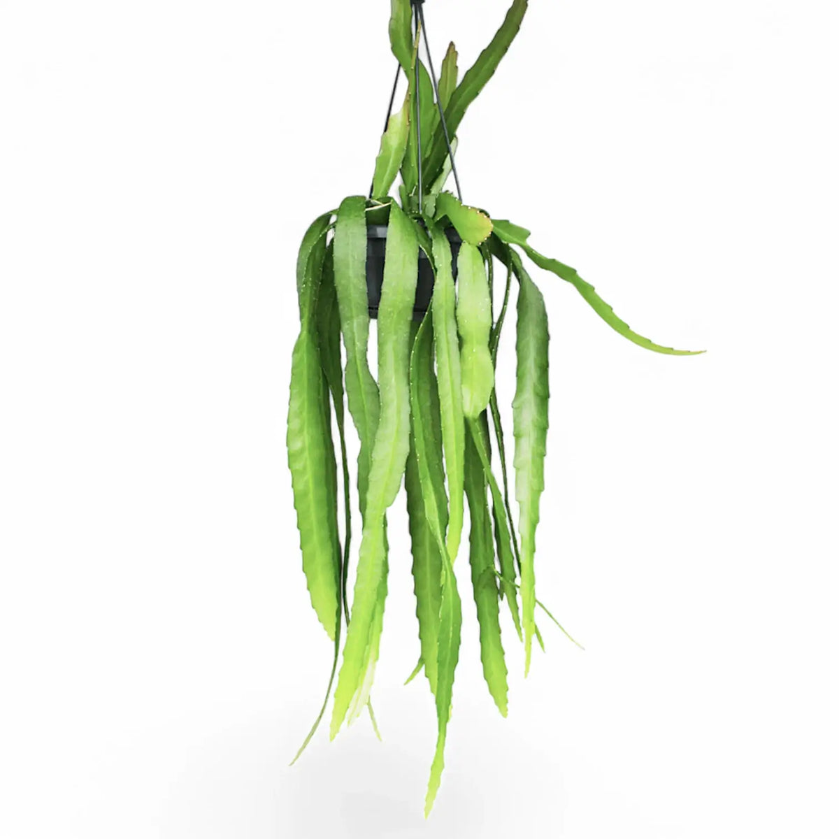 Disocactus (Epiphyllum) ackermannii Zimmerpflanze im Anzuchttopf vor weißem Hintergrund, Produktfoto 5.