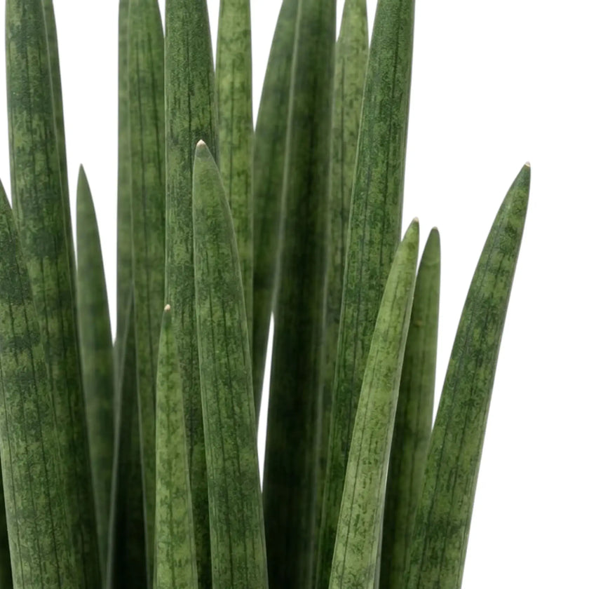 Close-up of thick Dracaena angolensis leaves with darker mottling along their length