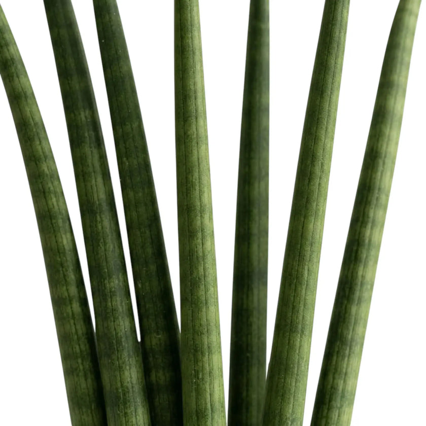 Dracaena angolensis 'Fan' – Nahaufnahme zylindrischer Blätter mit feinen Querbändern