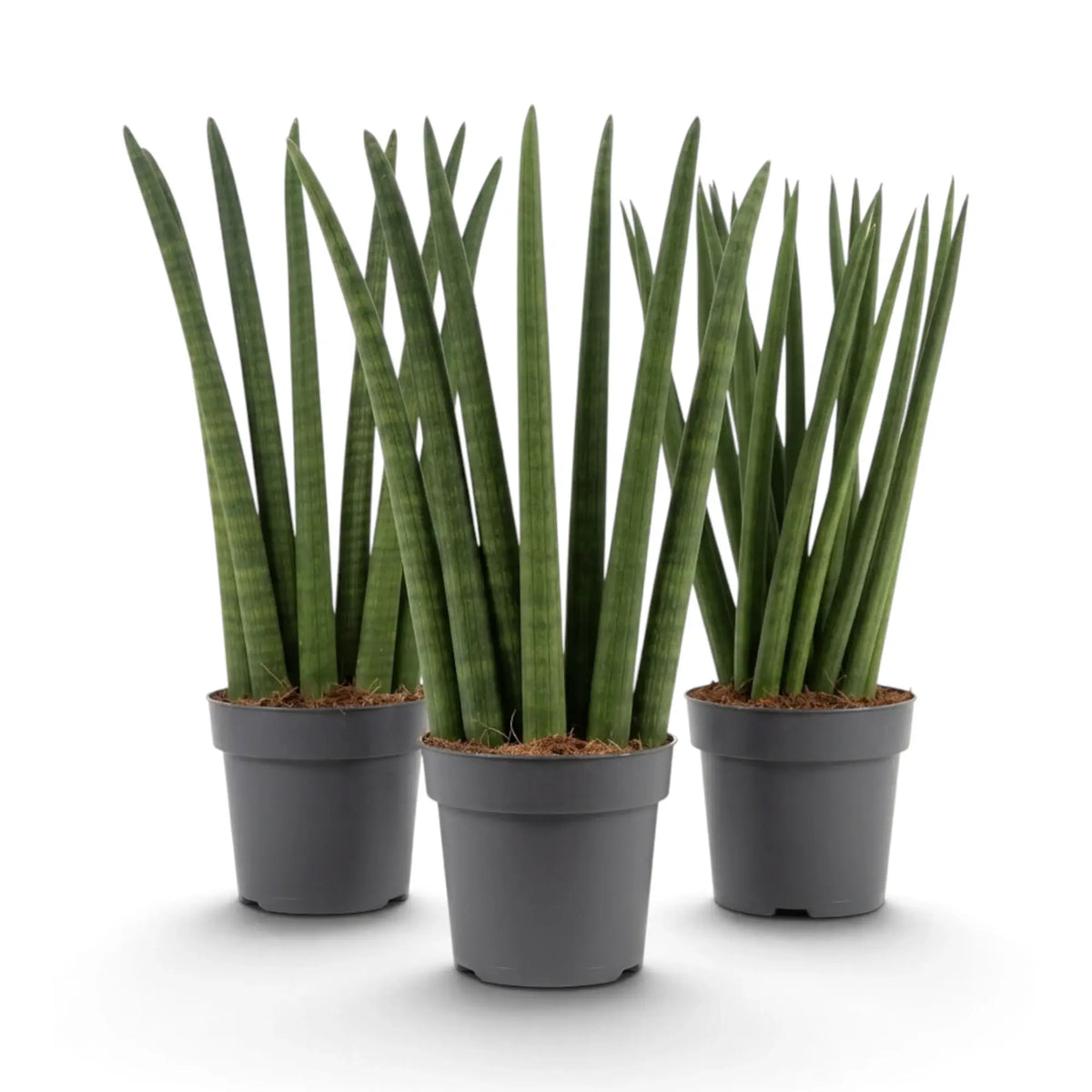 Dracaena angolensis 'Fan' im Topf mit fächerförmig angeordneten, aufrechten zylindrischen Blättern