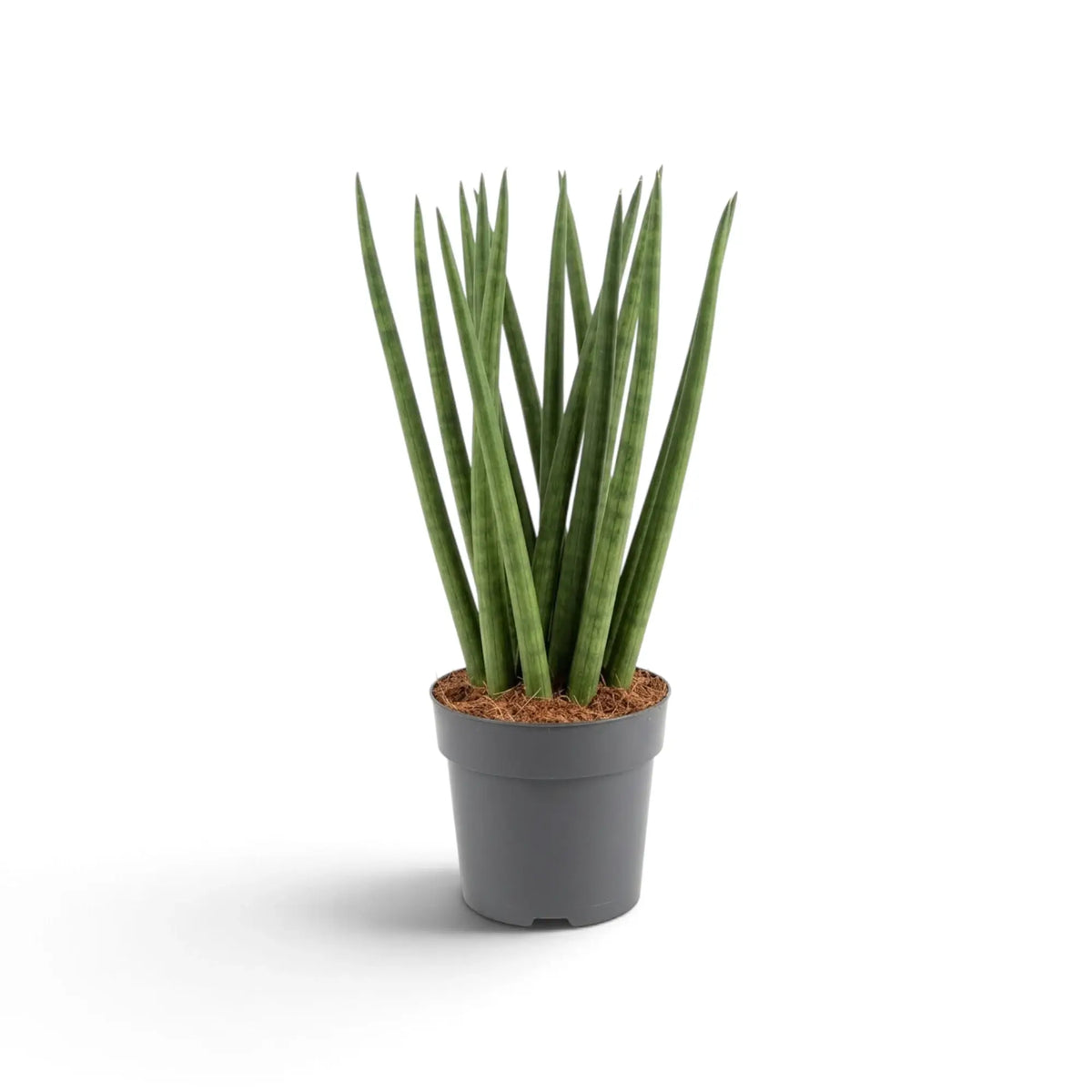 Dracaena angolensis 'Fan' im Topf mit langen grünen zylindrischen Blättern, die sich von der Basis nach außen auffächern