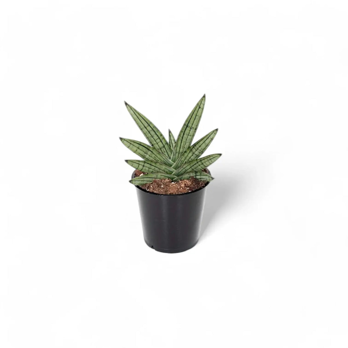 Dracaena angolensis (Sansevieria cylindrica) 'Inti' Zimmerpflanze im Anzuchttopf vor weißem Hintergrund, Produktfoto 3.