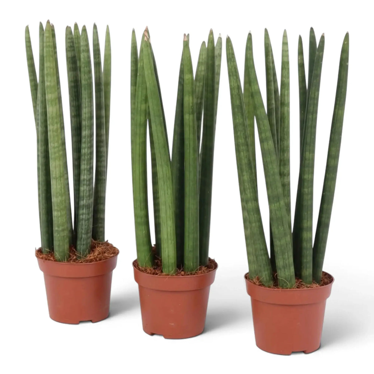 Drei große Dracaena angolensis mit aufrechten, zylindrischen Blättern und grünlicher Marmorierung