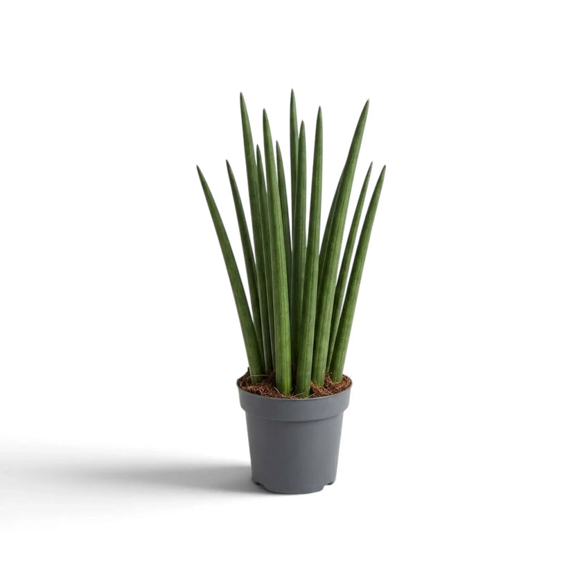 Medium Dracaena angolensis in a grey pot with slender vertical green leaves