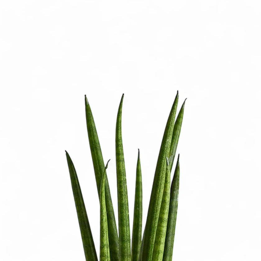 Dracaena angolensis (Sansevieria cylindrica) 'Rocket' – Blattdetail vor weißem Hintergrund..