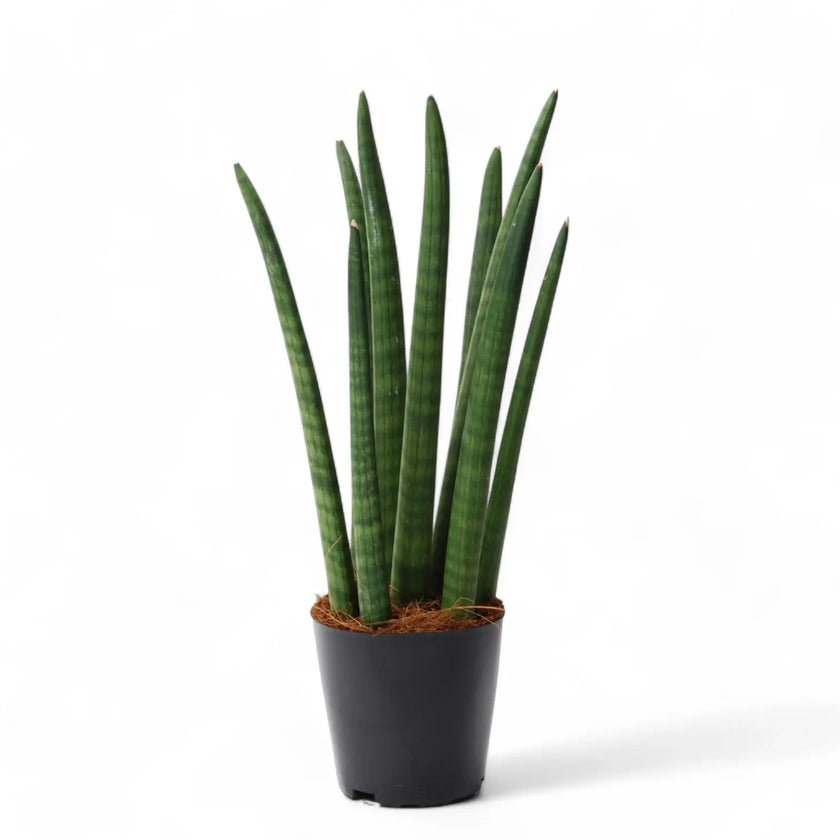 Dracaena angolensis (Sansevieria cylindrica) 'Spaghetti' potted plant in nursery pot on white background.