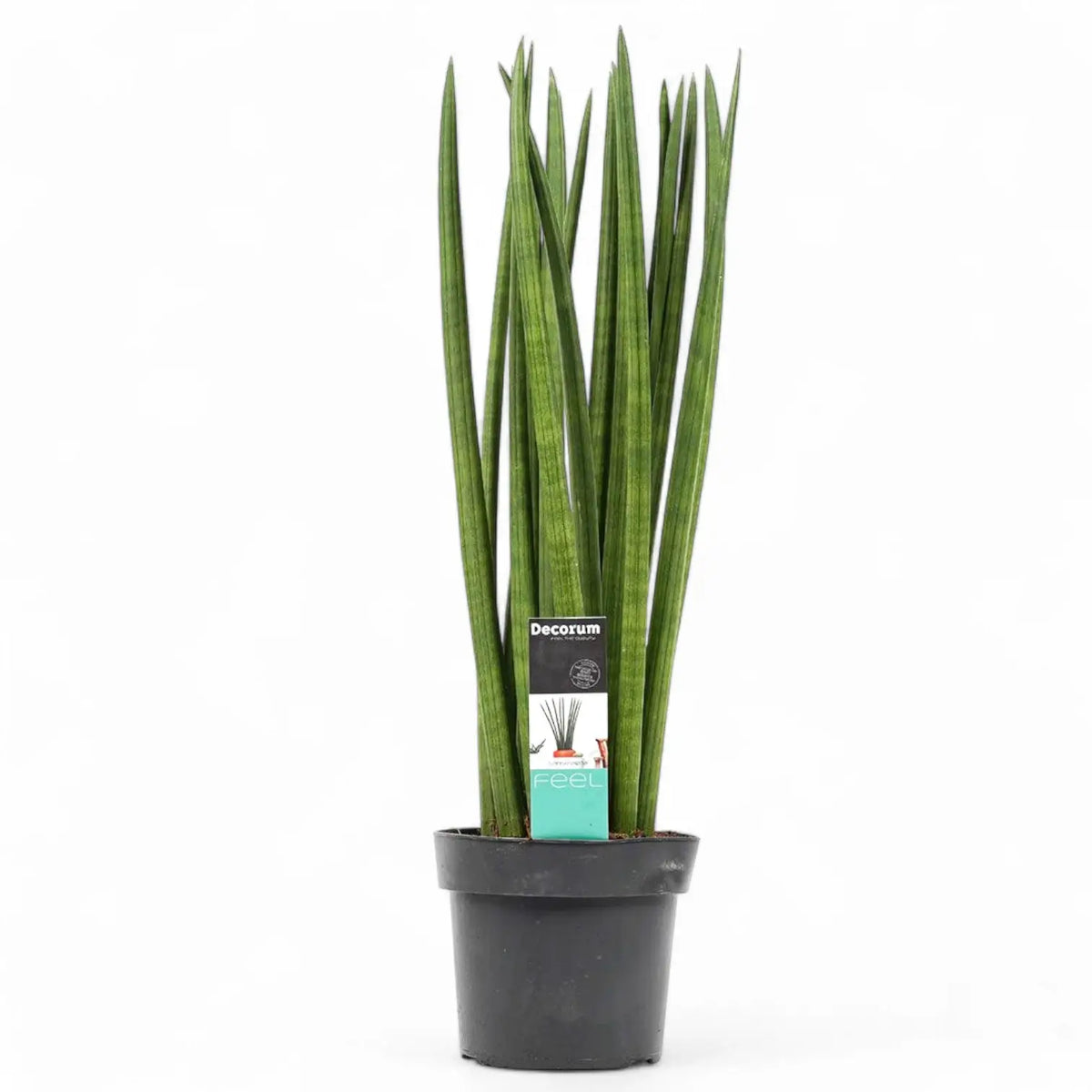 Dracaena angolensis (Sansevieria cylindrica) 'Spaghetti' Zimmerpflanze im Anzuchttopf vor weißem Hintergrund, Produktfoto 5.