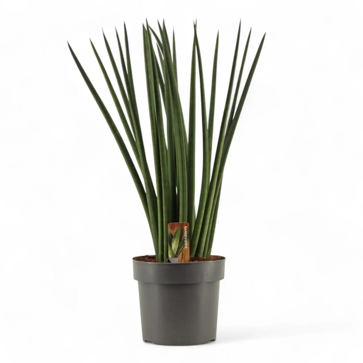 Dracaena angolensis (Sansevieria cylindrica) 'Spaghetti' Zimmerpflanze im Anzuchttopf vor weißem Hintergrund, Produktfoto 6.