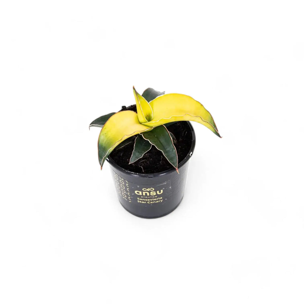 Dracaena angolensis (Sansevieria cylindrica) 'Star Canary' potted plant in nursery pot on white background.