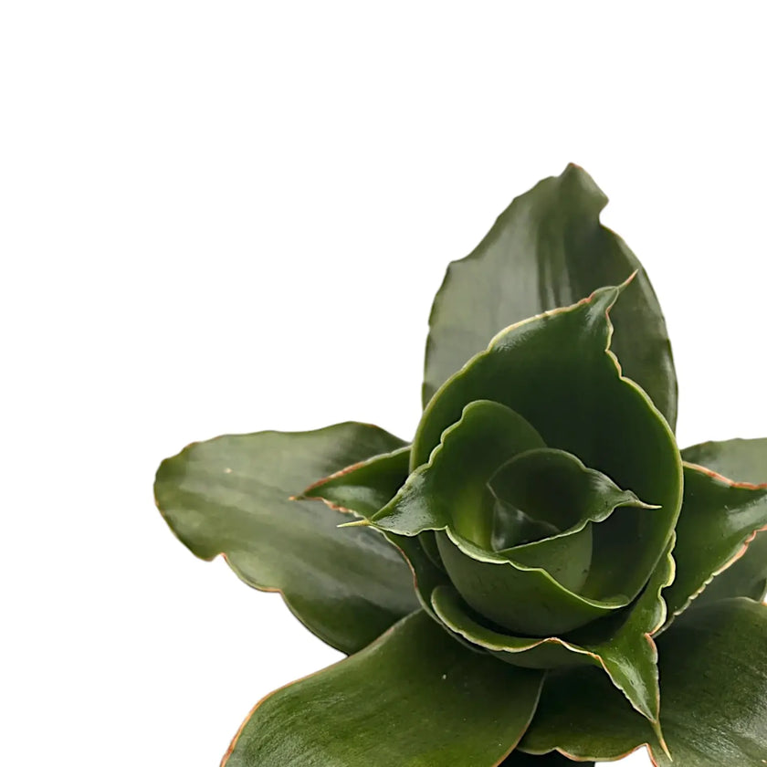 Dracaena angolensis (Sansevieria cylindrica) 'Star Rose' – Blattdetail vor weißem Hintergrund..