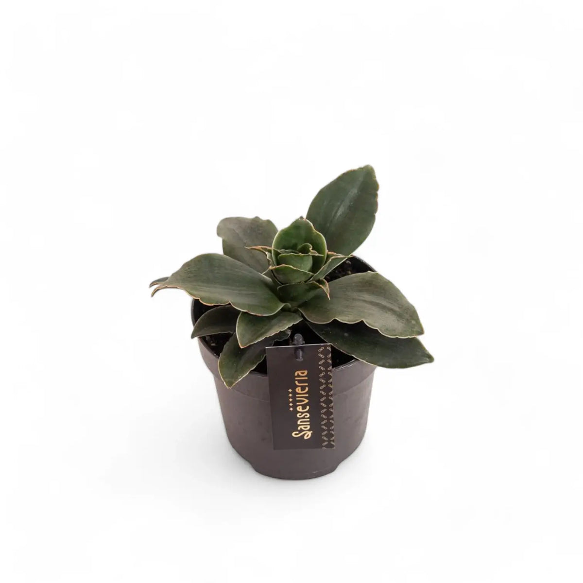 Dracaena angolensis (Sansevieria cylindrica) 'Star Rose' potted plant in nursery pot on white background.