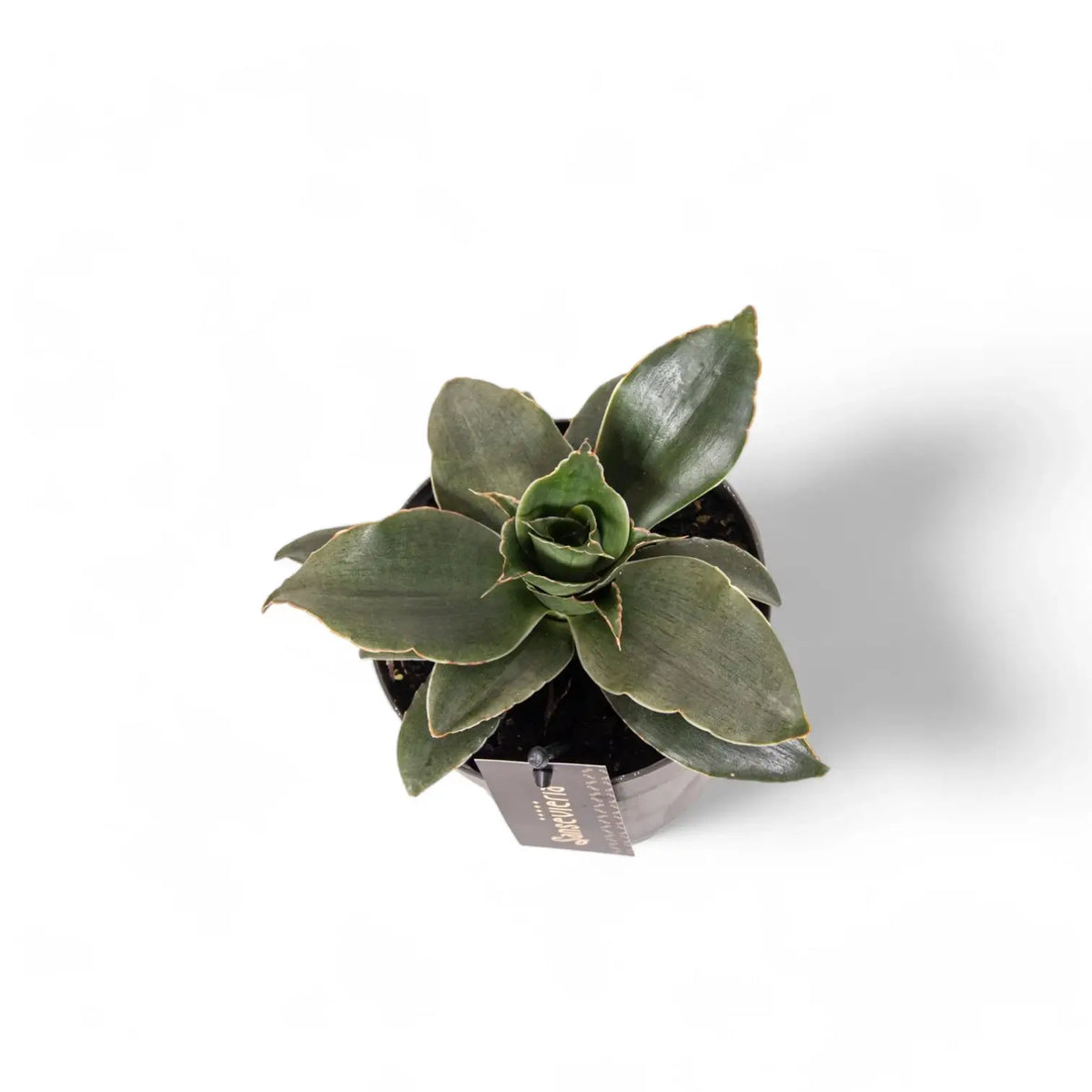 Dracaena angolensis (Sansevieria cylindrica) 'Star Rose' potted plant in nursery pot on white background.