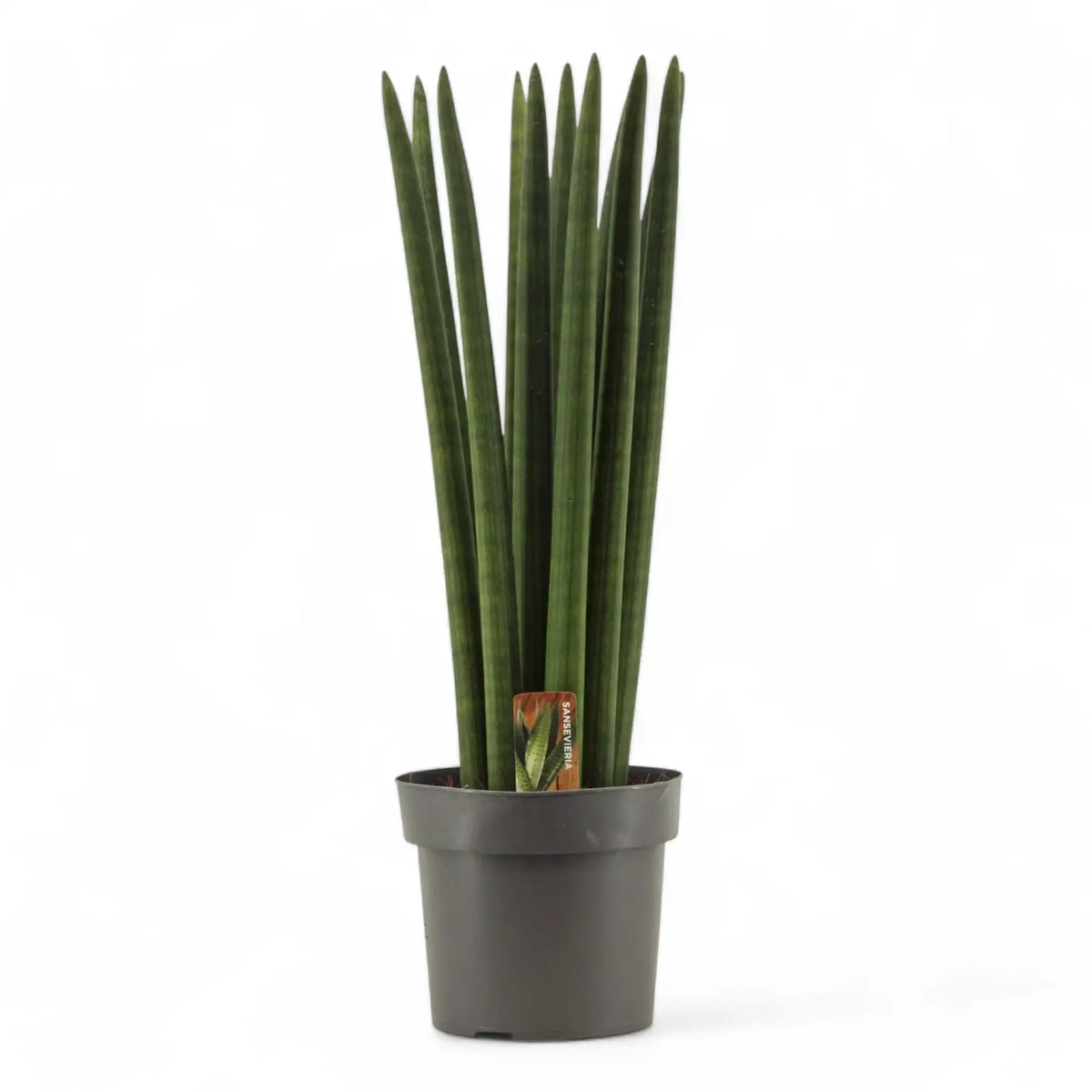 Dracaena angolensis (Sansevieria cylindrica) 'Straight' – Topfpflanze im Kulturtopf vor weißem Hintergrund, Produktfoto 7.