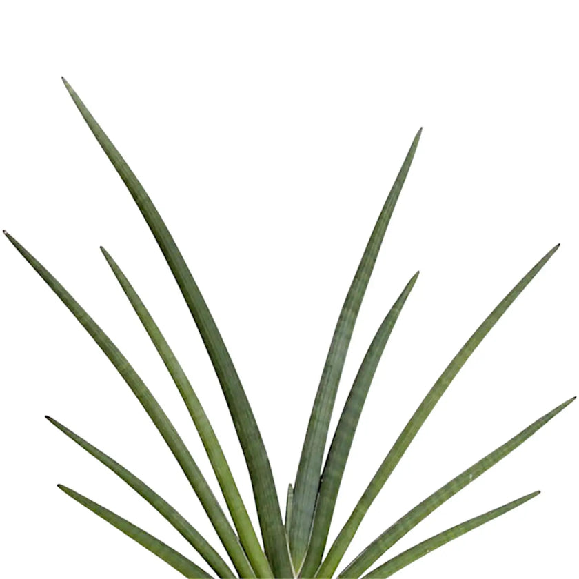 Dracaena angolensis (Sansevieria cylindrica) 'Tiara Grand Gazzelle' close-up of leaf on white background.