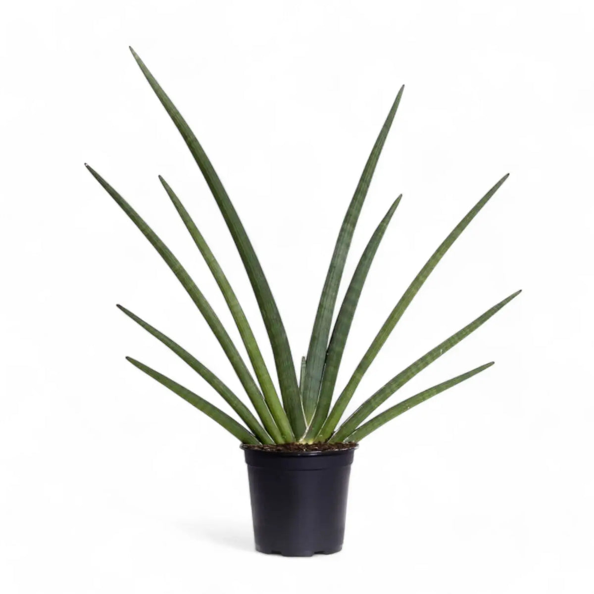 Dracaena angolensis (Sansevieria cylindrica) 'Tiara Grand Gazzelle' potted plant in nursery pot on white background.