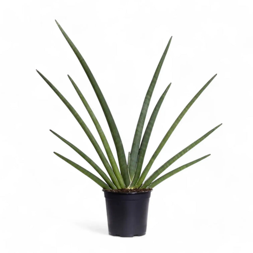 Dracaena angolensis (Sansevieria cylindrica) 'Tiara Grand Gazzelle' potted plant in nursery pot on white background.