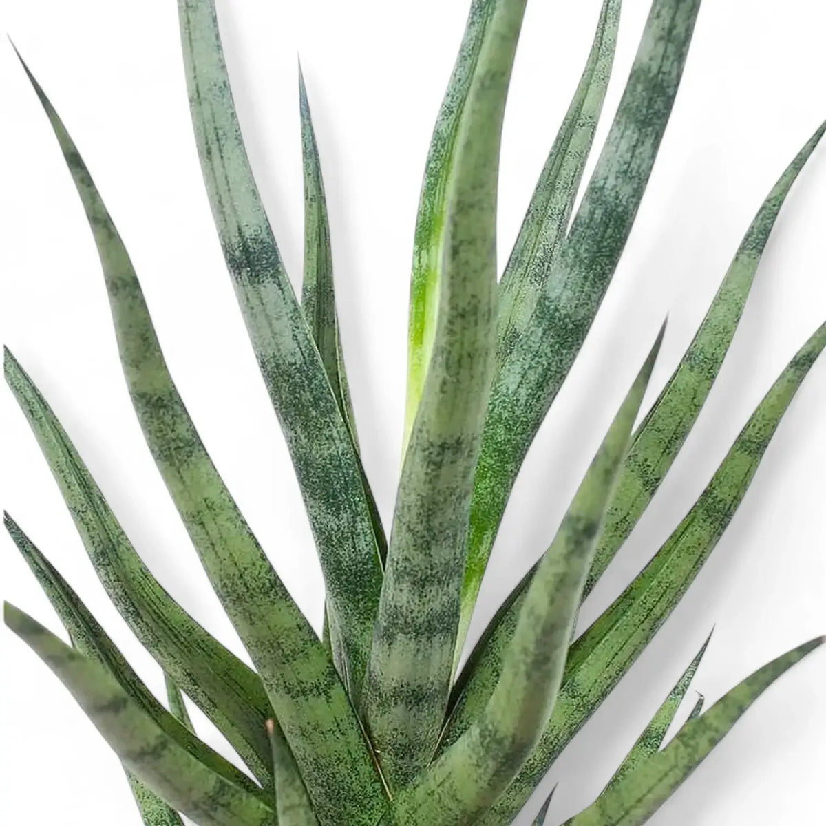 Dracaena angolensis (Sansevieria cylindrica) 'Torch' leaf close-up on white background.