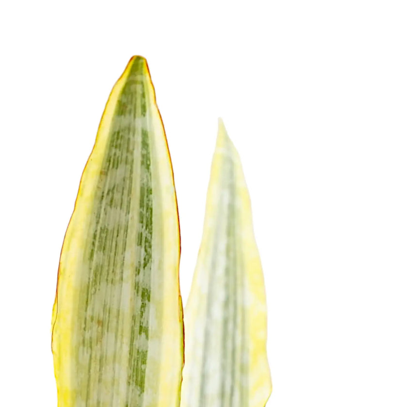 Dracaena (Sansevieria) aubrytiana 'Lauren' leaf close-up on white background.