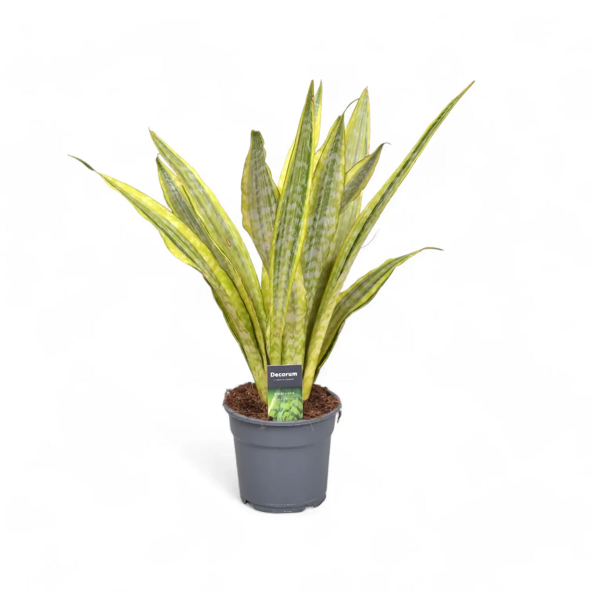 Dracaena (Sansevieria) aubrytiana 'Lauren' potted plant in nursery pot on white background.