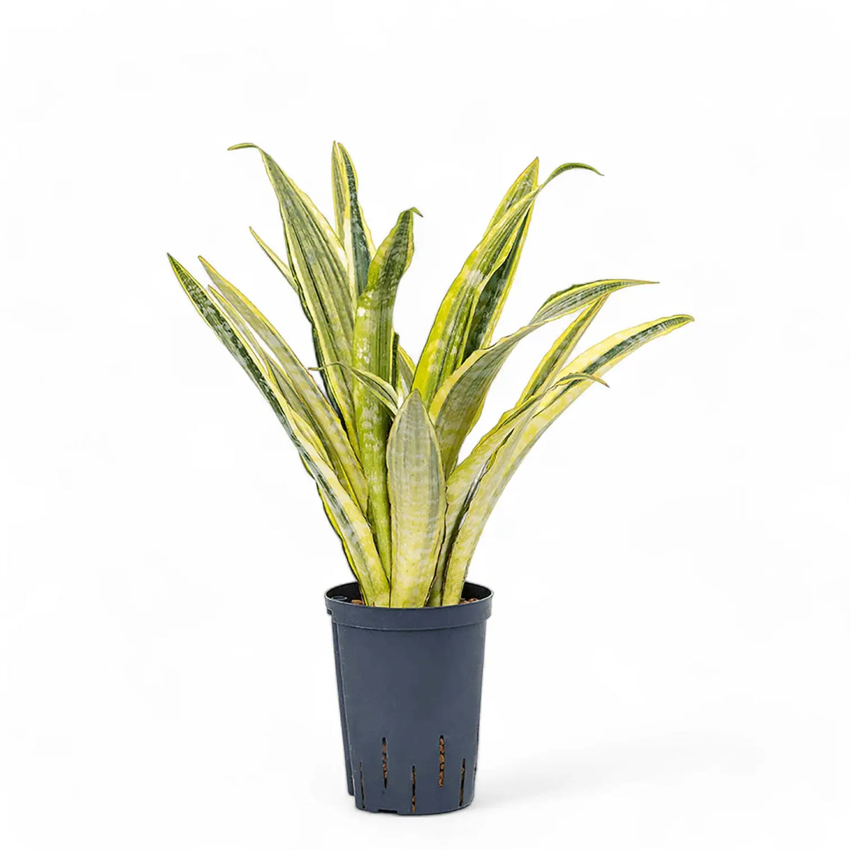 Dracaena (Sansevieria) aubrytiana 'Lauren' potted plant in nursery pot on white background.