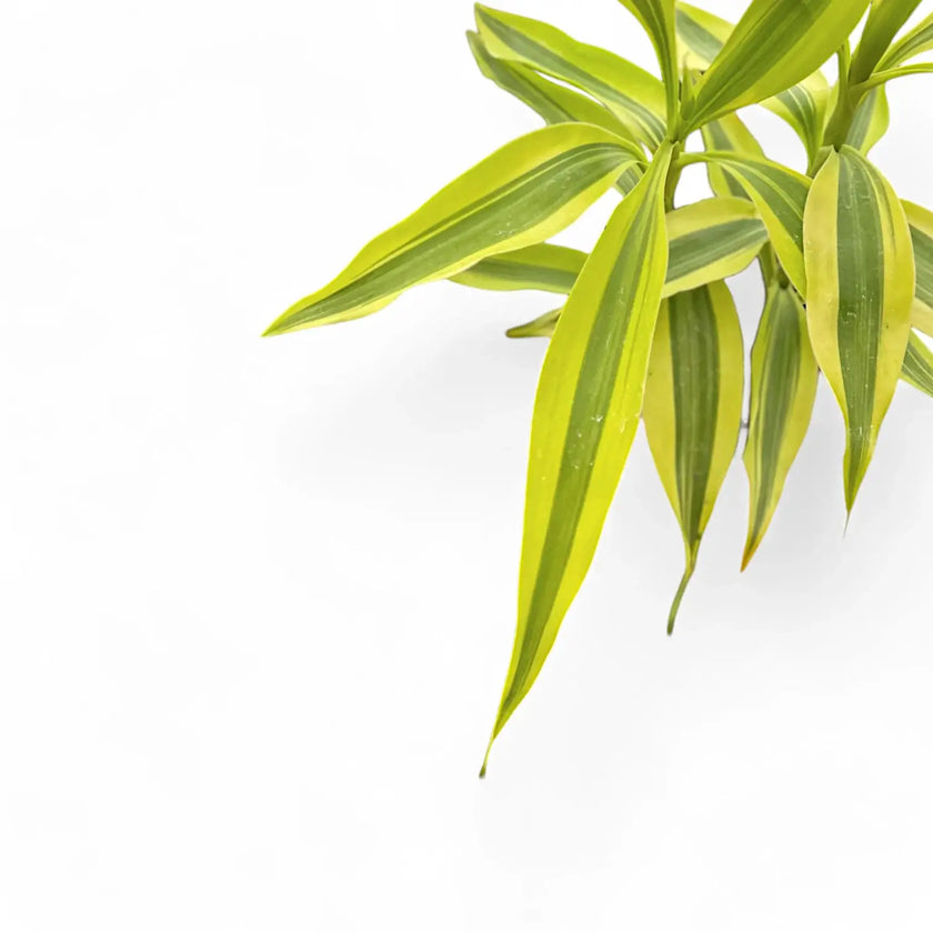 Dracaena braunii 'Gold' – Blattdetail vor weißem Hintergrund..