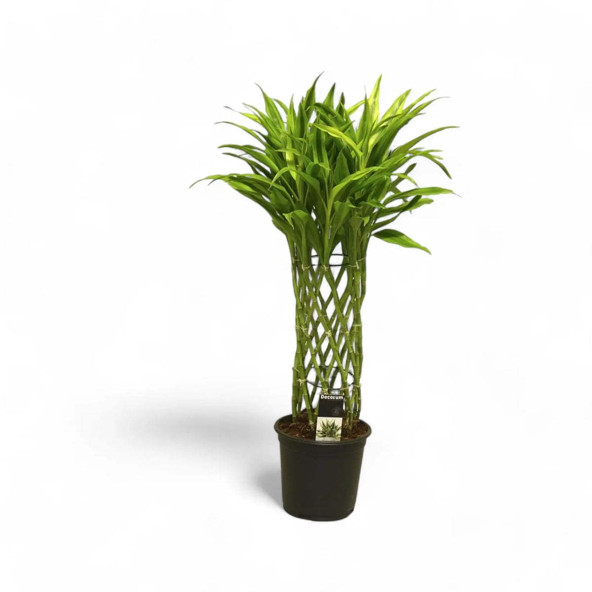 Dracaena braunii 'Gold' potted plant in nursery pot on white background.